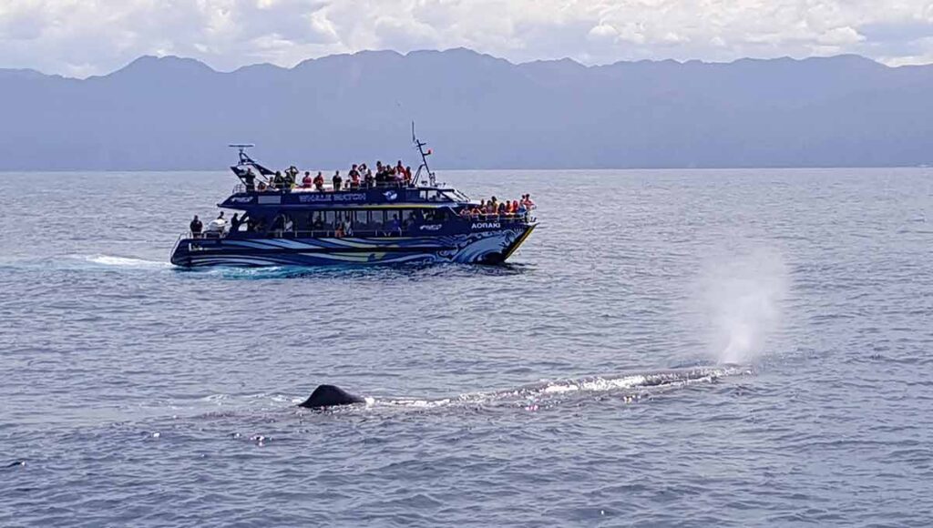 Whale Watching – Walbeobachtung in Kaikoura