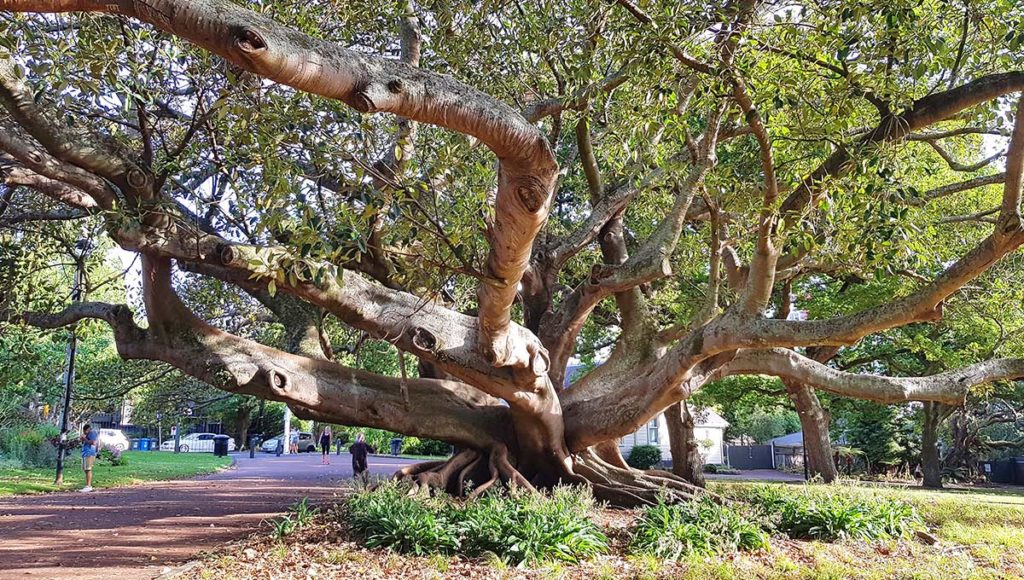 Baum im Albert Park