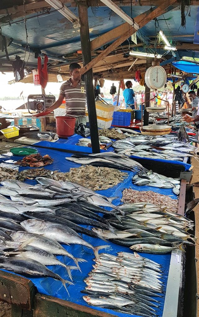 Sri Lanka Galle Fischmarkt