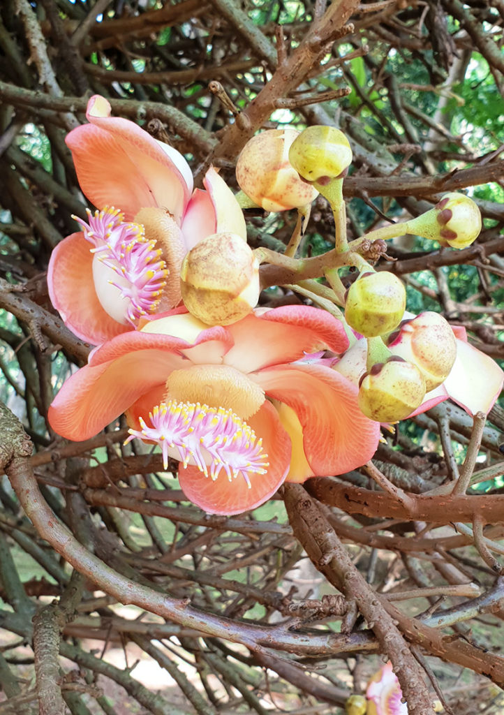 Sri Lanka Kandy Botanischer Garten Kanonenkugelbaumblüte