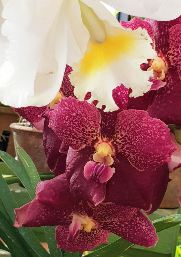 Sri Lanka Kandy Botanischer Garten Orchideen