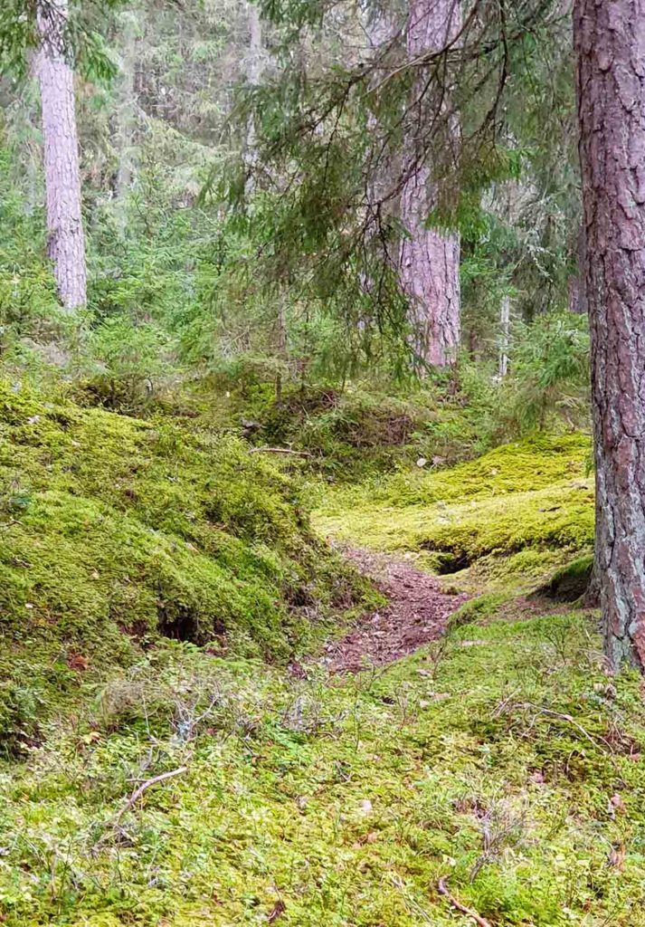 Wald in Lettland / Gauja Nationalpark